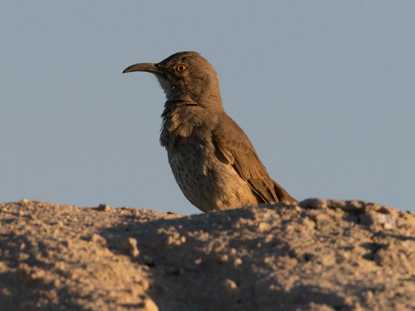 <h3><a href="/trips/Tucson_2023/biota/animalia/chordata/aves/040 passeriformes/104 mimidae/toxostoma curvirostre/toxostoma curvirostre-nl.html">Toxostoma&nbsp;curvirostre</a> / Curve‑billed&nbsp;thrasher / Krombekspotlijster</h3>OM-1 met M.300mm F4.0 + MC-14, 1/1600 sec  bij F7.1, ISO 800, afstand 14.0&nbsp;m